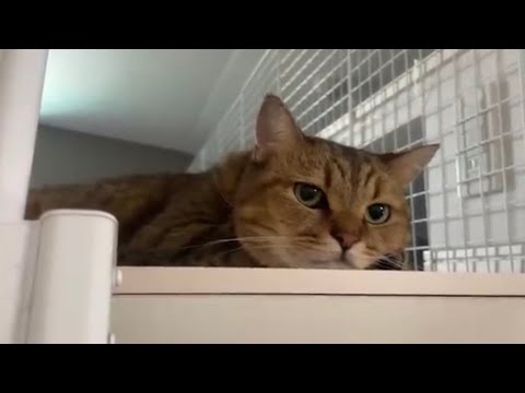 5年前の思い出の愛猫が寝てるだけの動画が発見された。