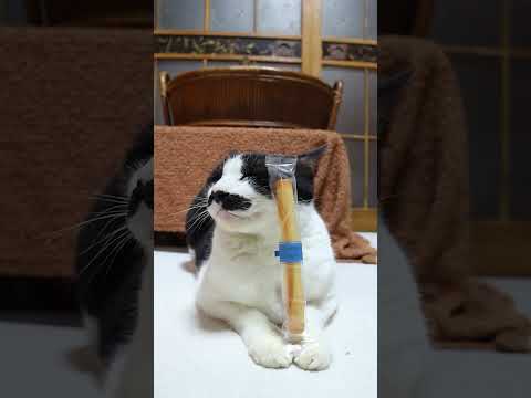 シガール　260324　　のせ猫　 cat　 猫のいる暮らし　 cute　 ねこ　 ネコ  猫のいる生活　 猫　 ねこ… サムネイル