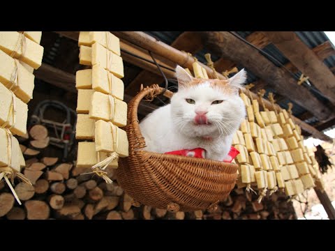 こたつのねこたちLIVE配信　　2026年2月6日 サムネイル