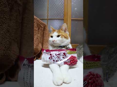 あずきミルクパン　260520　 cat のせ猫 cute　 あずきミルクパン ねこ ネコ　 猫 ミルクパン kitty サムネイル