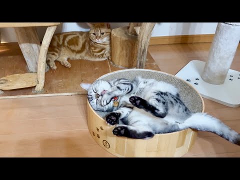 突然好きな人がやってきたので大慌てで身だしなみを整えるあいちゃん。 サムネイル