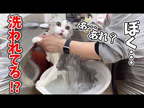 お出かけだと思っていたらシャンプーだった子猫