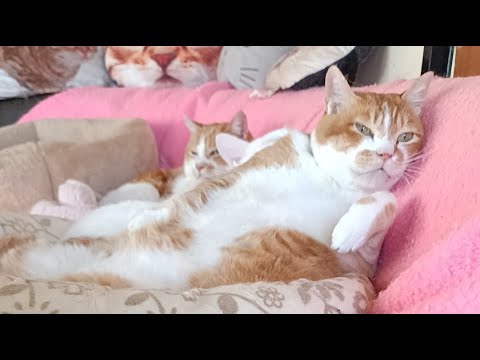 ぼーちゃん がライブ配信中！　2026年6月2日 サムネイル