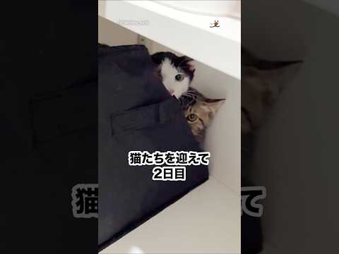 話題の保護猫たちがリラックスする2日目の様子｜PECO サムネイル