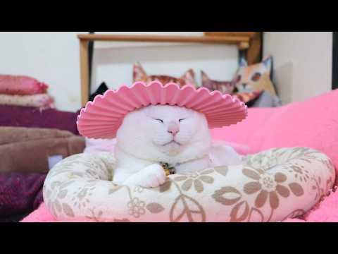 シャンプーハット　のせ猫　260319 サムネイル