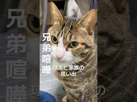 楽しかった兄弟喧嘩 cats memories 球太