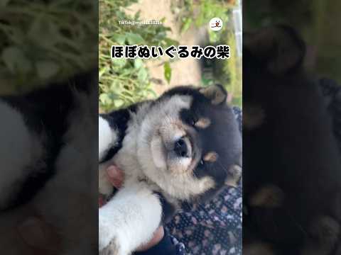 柴犬がぬいぐるみだった｜PECO