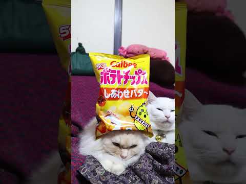 ポテトチップス しあわせバタ～　260224　のせ猫　 cat cute ねこ　 猫のいる暮らし ネコ kitten… サムネイル