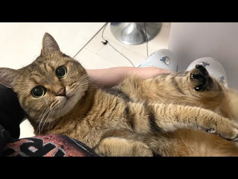 ぬいぐるみみたいな猫との幸せな1日をご覧あれ