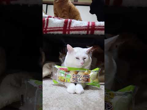 薄皮クラウンメロンクリームパン　260203　のせ猫　 cat cute ねこ　 猫のいる暮らし cutecat ネコ… サムネイル