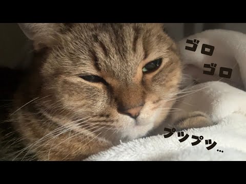 ご機嫌の時に聞けるネコの「ゴロゴロ音」が癒し過ぎる… サムネイル