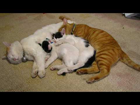 ちび 思い出　260221 サムネイル