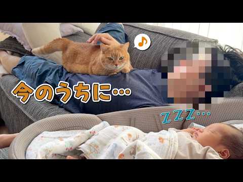 赤ちゃんが寝ている隙に飼い主に甘える猫が可愛すぎる！ サムネイル