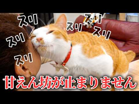 飼い主の顔面がすり減るくらいスリスリが止まらない猫が愛らし過ぎました…。 サムネイル