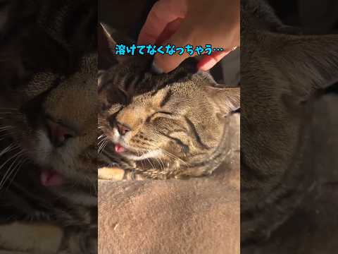 キュートな猫にズッキュン♥ サムネイル
