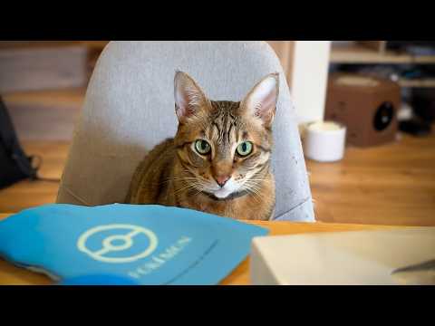 気づいたら、猫にずっと監視されていました。 サムネイル