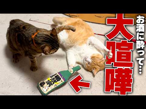 【家庭崩壊】酔っ払って気性が荒くなった猫が夫婦喧嘩を始めてしまいました…。