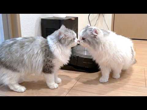 生まれて初めてかわいいメス猫と出会ったオスの子猫がまさかのこうなった…w サムネイル