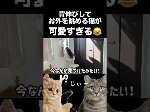 背伸びしてお外を眺める猫が可愛い🥹shorts 猫 猫好きさんと繋がりたい サムネイル
