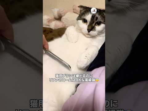 猫用ブラシは嫌なのに…｜PECO サムネイル