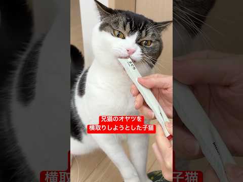 兄猫のおやつを横取りしようとした子猫 サムネイル