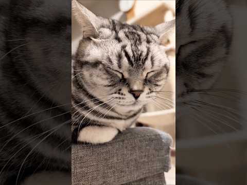 アメショーのラッテ アメショ アメリカンショートヘア 猫と暮らす家猫との暮らし猫 サムネイル