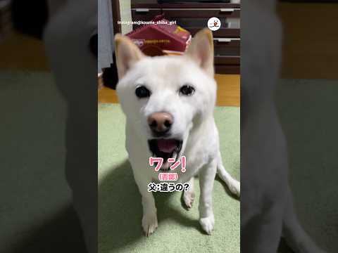 小梅ちゃんの判断｜PECO サムネイル