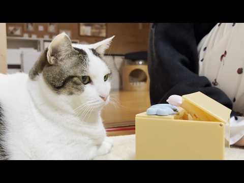6年たてば身も心も丸くなる猫 サムネイル
