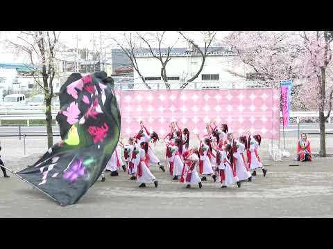 麗🌸夏桜組＠2026　サクラタウンよさこい～春の特別祭～ サムネイル