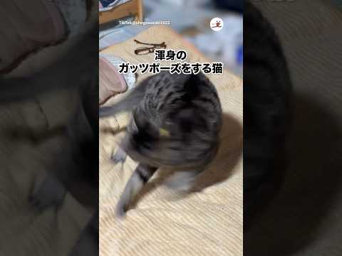 🐱「っしゃあああ」｜PECO サムネイル