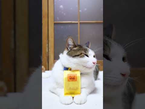 すいーとぽてと　260422　のせ猫　 cat　 cute　 kitty　 さばとら　 ネコ　 kitten　 cut… サムネイル