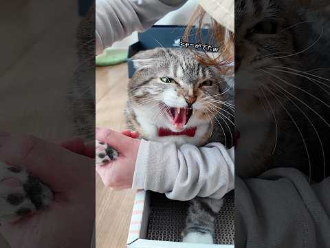 レオンくんのオケトゥのおけけを刈ったらりっちゃんとむぅちゃんが巻き添えになってしまった🤣🤣🤣 猫 サムネイル
