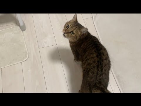 ママが外出してた日に猫語でお留守番してたアピールをするうちのネコ サムネイル