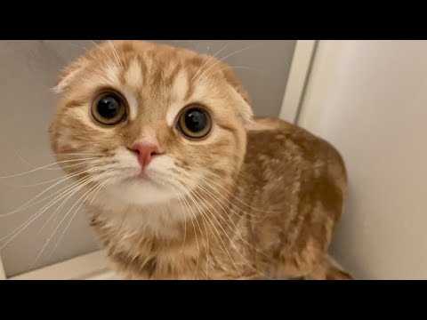 初めてのお風呂　【猫】 サムネイル
