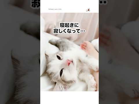 寝起きに寂しくなった子猫｜PECO サムネイル