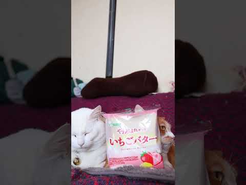 やわほまれサンド いちごバター　260430　のせ猫　 cat　 cute　 ねこ　 kitty　 シライシパン　 ね… サムネイル
