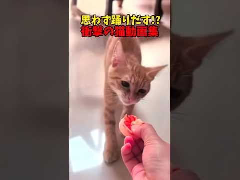 ゲキカワめちゃカワ😘 サムネイル