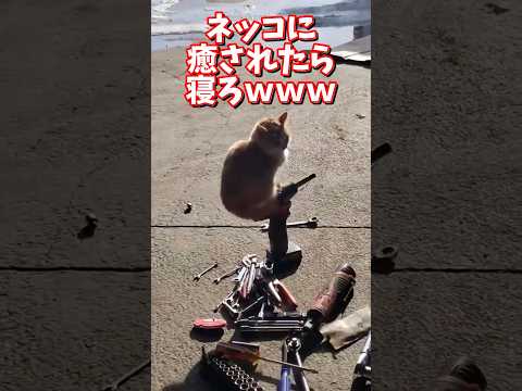 ネッコの動画で癒されたら寝ろｗｗｗ　2ch  動物  猫 癒やし ねこ動画 サムネイル