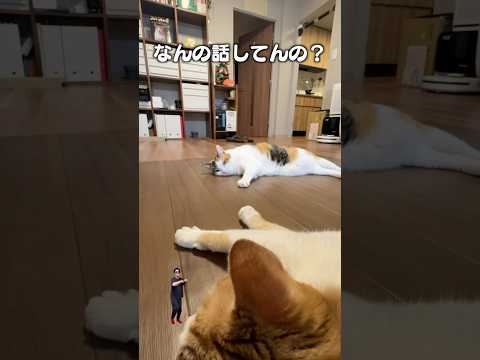 話題の猫お泊まり会！癒しの瞬間をシェア サムネイル
