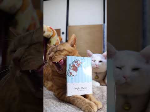 mofusand アクリルチャーム　260222　のせ猫　 cat　 cute　 kitty　 kitten　 cut… サムネイル