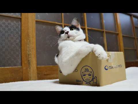 カスタムジャパンの箱のチビ box and cat　260318 サムネイル