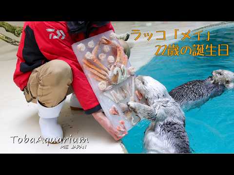《鳥羽水族館》ラッコの「メイ」22歳の誕生日にアイスケーキをプレゼント！
