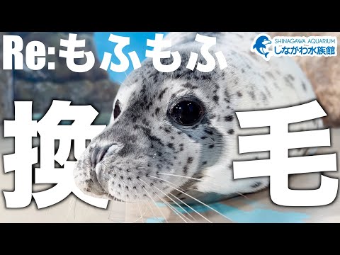 しぶきの換毛＠しながわ水族館【ゴマフアザラシ】 サムネイル