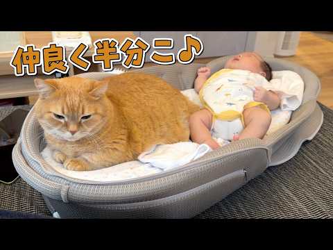 思わぬ形で初めて赤ちゃんと初めての添い寝する猫が可愛すぎる！ サムネイル