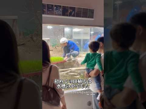 “新米”社員が田植えを行いました🌾 鳥羽水族館 tobaaquarium aquarium 田んぼ 田植え サムネイル