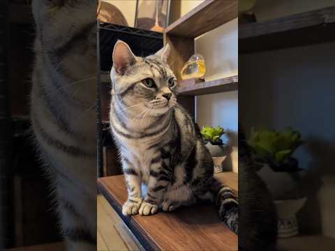 アメショーのラッテ アメショ アメリカンショートヘア ＃猫との暮らし猫と暮らす家猫 サムネイル
