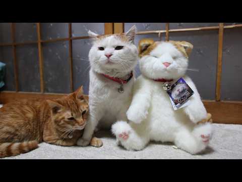 かご猫LIVE配信　2026年5月16日 サムネイル