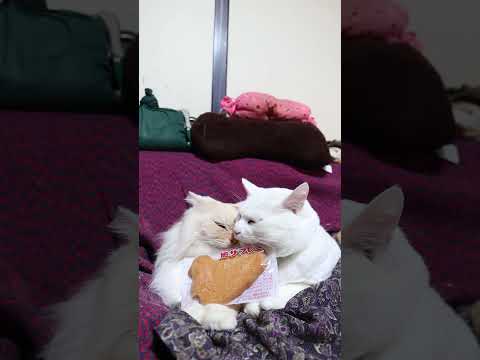 鳩サブレー　260216　のせ猫 　 cat cute ねこ　 猫のいる暮らし　 ネコ　 cutecat　 猫のいる生… サムネイル