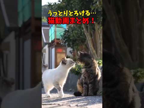 溶ける🫠 サムネイル