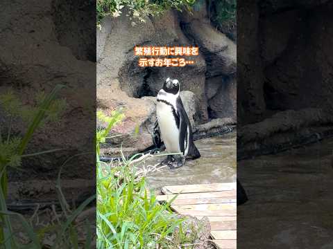 【ケープペンギン】おとなの階段のぼるぽてとその2【サンシャイン水族館】shorts 水族館 サムネイル